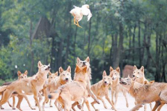 <b>流量是店鋪的生命的源泉，優(yōu)質(zhì)的流量大家都在</b>